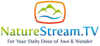182. Nature Stream